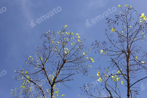Preview: Beautiful tree branches with blue sky