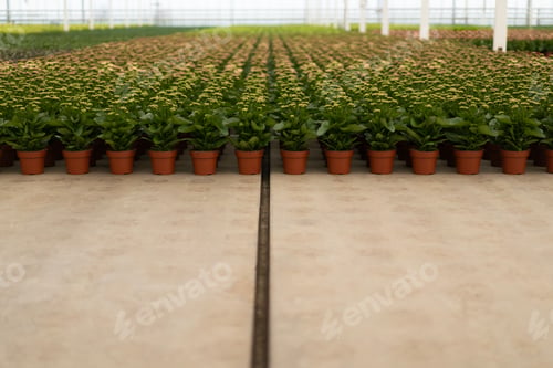 Preview: Green potted plants with small flowers in greenhouse