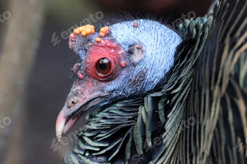 Preview: Closeup portrait of Ocellated turkey with gradient painter feathers, Meleagris ocellata