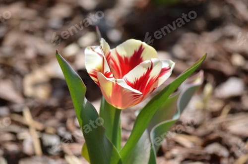 Preview: a red and white flower on the ground in a garden