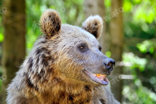 Preview: Brown bear portrait. Side view of bear face.