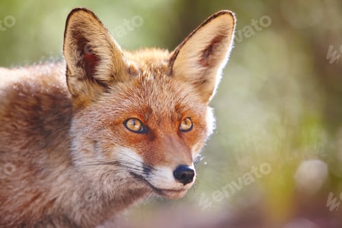 Preview: Fox head with geen background. Wildlife in the forest