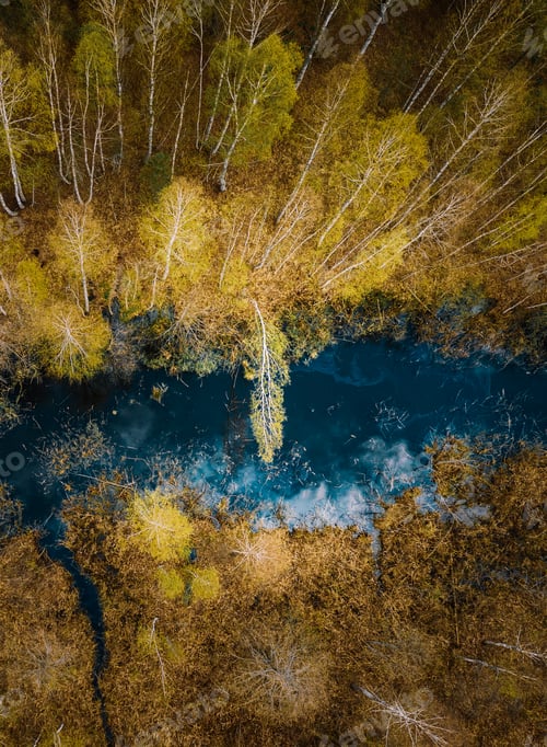 Preview: Spring Season. Aerial View. Young Birches Grow Among Small Marsh Bog Swamp. Deciduous Trees With
