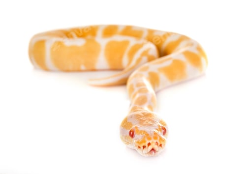 Preview: Ball python in studio
