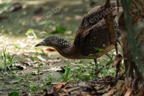 Preview: Malayan Night Heron, This Stunning Bird Showcases a Beautiful Blend of Black