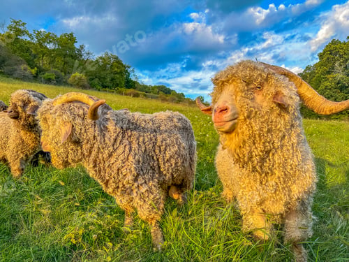 Preview: Angora goats in the field