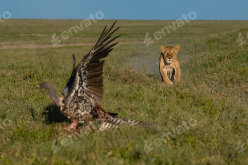 Preview: A lioness intently watches a wild turkey in a grassland scene.