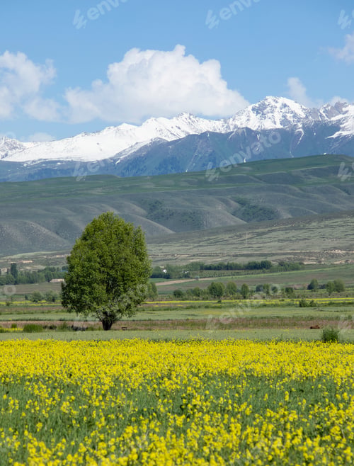 Preview: Beautiful landscape of flowers and snow covered mountains in Kyrgyzstan.