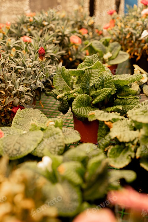 Preview: Growing flowers on a microgreen farm. multi-colored pelargonium blooms in a vase flora