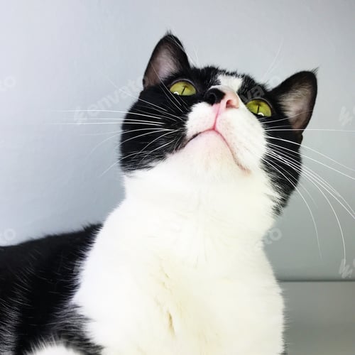 Preview: Intrigued Black and White Cat Looking Upward