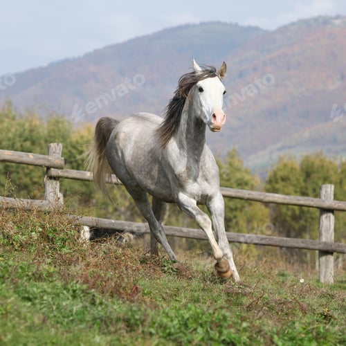 Preview: arabian, horse, mare, stallion, riding