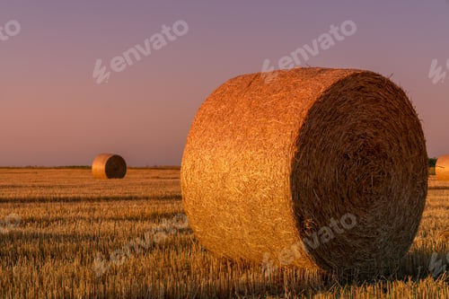 Preview: Hay rolls and warm sunset sunlight in the field