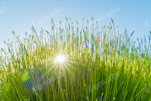 Preview: Tall grass with a sunburst beaming through.