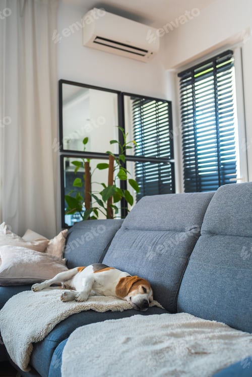 Preview: A Cozy Living Room with a Relaxed and Happy Dog Comfortably Resting on the Couch