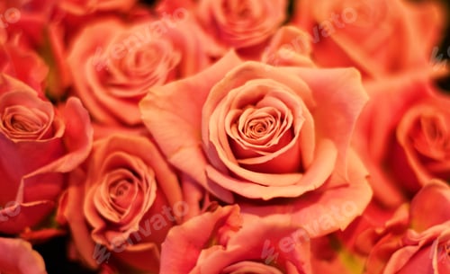 Preview: Grab a bunch. Close up of a bunch of roses.