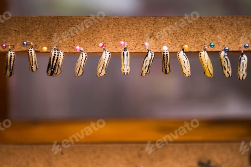 Preview: Butterfly Pupa (lavae and cocoons) at the Butterfly House in Mashpi Cloud Forest, Choco Rainforest,