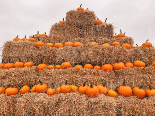 Preview: Pumpkins