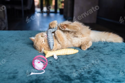 Preview: Furry ginger cat catching a toy while laying on the bed at home