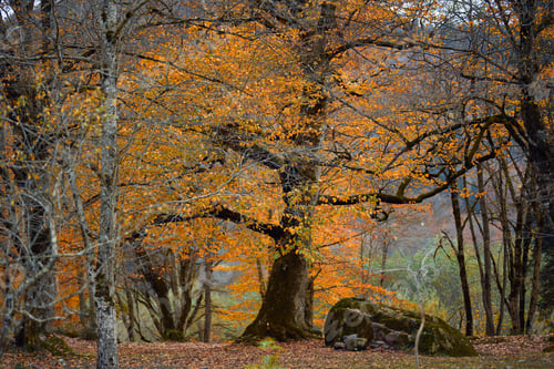 Preview: a woman in warm clothes in the fall sits near a tree in the forest