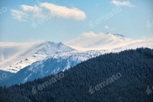 Preview: Winter landscape with high mountain hills covered with evergreen pine forest