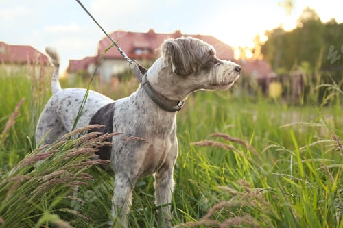 Preview: Cute dog with leash in green grass outdoors