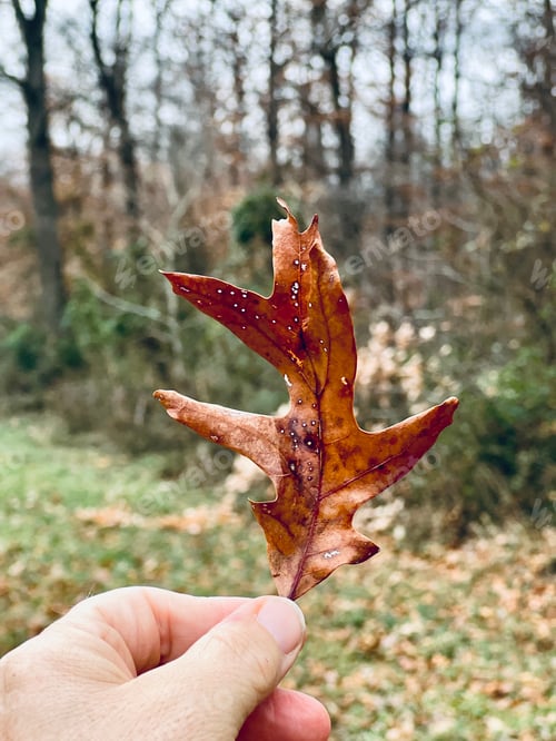 Preview: A single oak leaf.