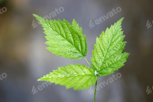 Preview: Green leaf texture, beautiful nature texture concept, copy space.