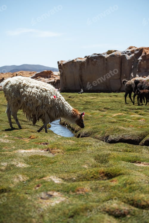 Preview: Photo of Lamas in South America during Salt Flat Uyuni tour