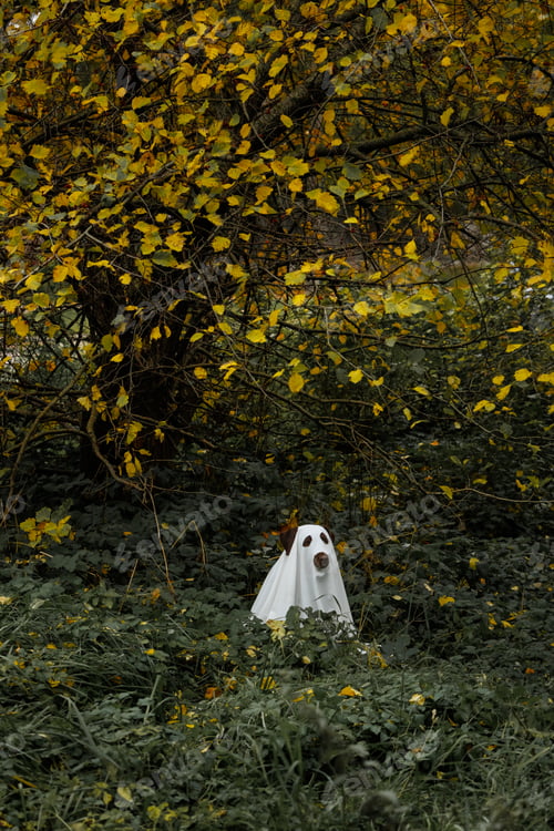 Preview: funny Labrador dog is dressed in Halloween ghost costume, pet in white cape is hiding