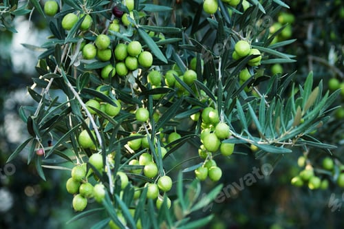 Preview: Close up of green olives on olive tree.