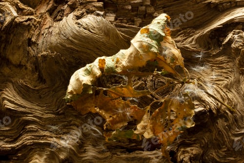 Preview: dry leaf on tree root