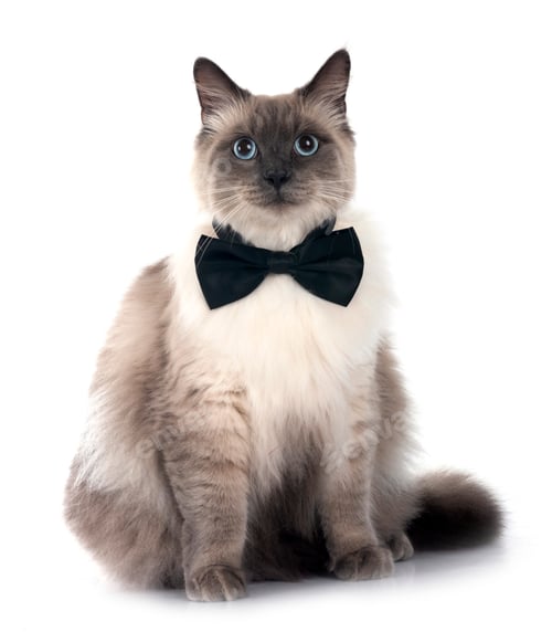 Preview: siberian cat in studio
