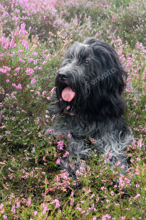 Preview: Schapendoes, Dutch Sheepdog, in the blooming heather