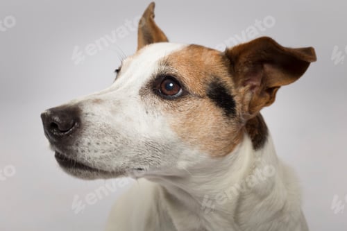 Preview: Studio portrait of an expressive Jack Russell Terrier dog