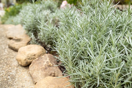Preview: Fresh Rosemary Herb grow outdoor. Rosemary leaves Close-up.