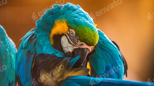 Preview: Blue-and-yellow macaw (Ara ararauna) bird preening feather