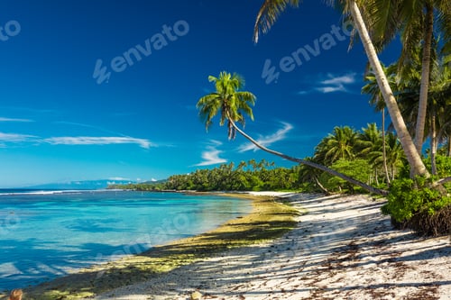 Preview: Tropical beach on south side of Samoa Island with coconut palm trees