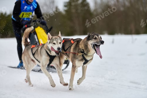 Preview: Winter sled dog racing, Siberian Husky dogs running