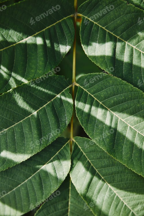 Preview: close up of green leaves on twig with sunlight in garden