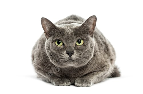 Preview: Korat cat lying down and staring, isolated on white