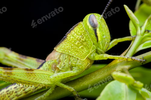 Preview: grasshopper - close up