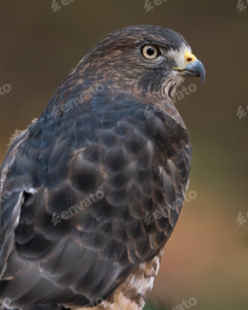 Preview: Broad Winged Hawk