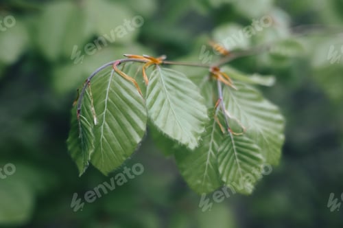 Preview: Close-up of beautiful green tree leaves