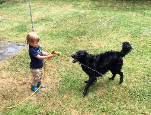 Preview: Toddler Plays With a Black Dog and Hose