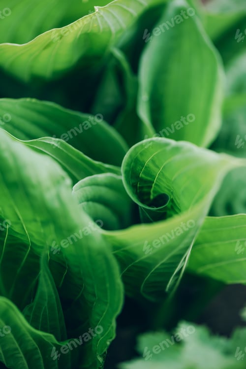 Preview: Nature concept. Top view. Green leaves texture. Tropical leaf background