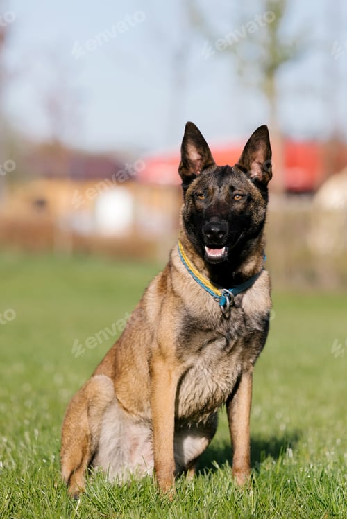 Preview: Belgian malinois dog with a yellow collar sits in a field