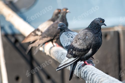 Preview: Pigeons sitting on ship hawser. Thick rope tied to mooring. Pigeons in city port