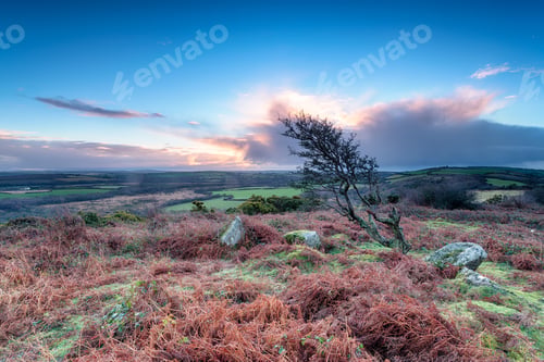 Preview: Windswept Tree on Helman Tor