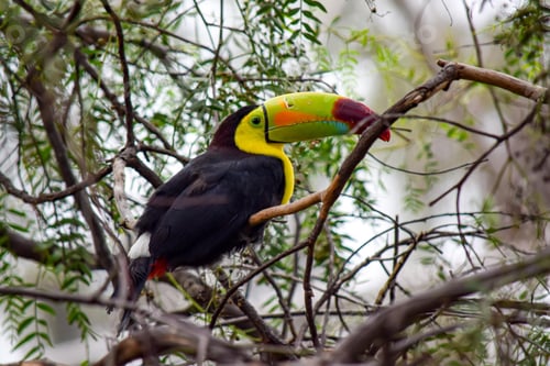 Preview: Colorful Toucan Perched on Branch in Lush Setting