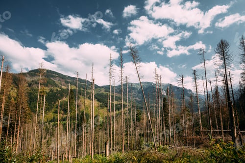 Preview: Tatra National Park, Poland. Summer Mountains And Forest Landsca